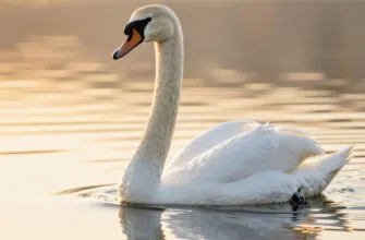 Читать сказку лебедь