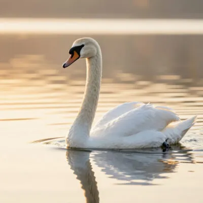 Читать сказку лебедь