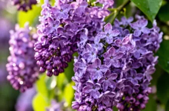 Нежное стихотворение про сирень