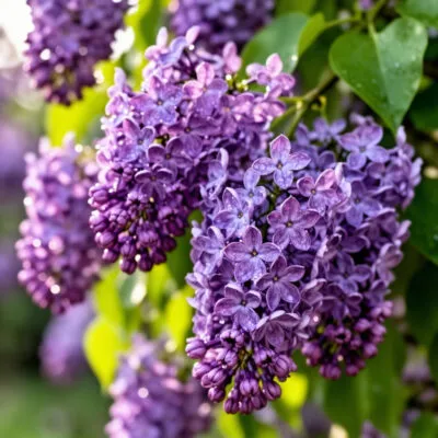 Нежное стихотворение про сирень